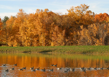 Slate Run waterfront with ducks and reflection of fall leaves